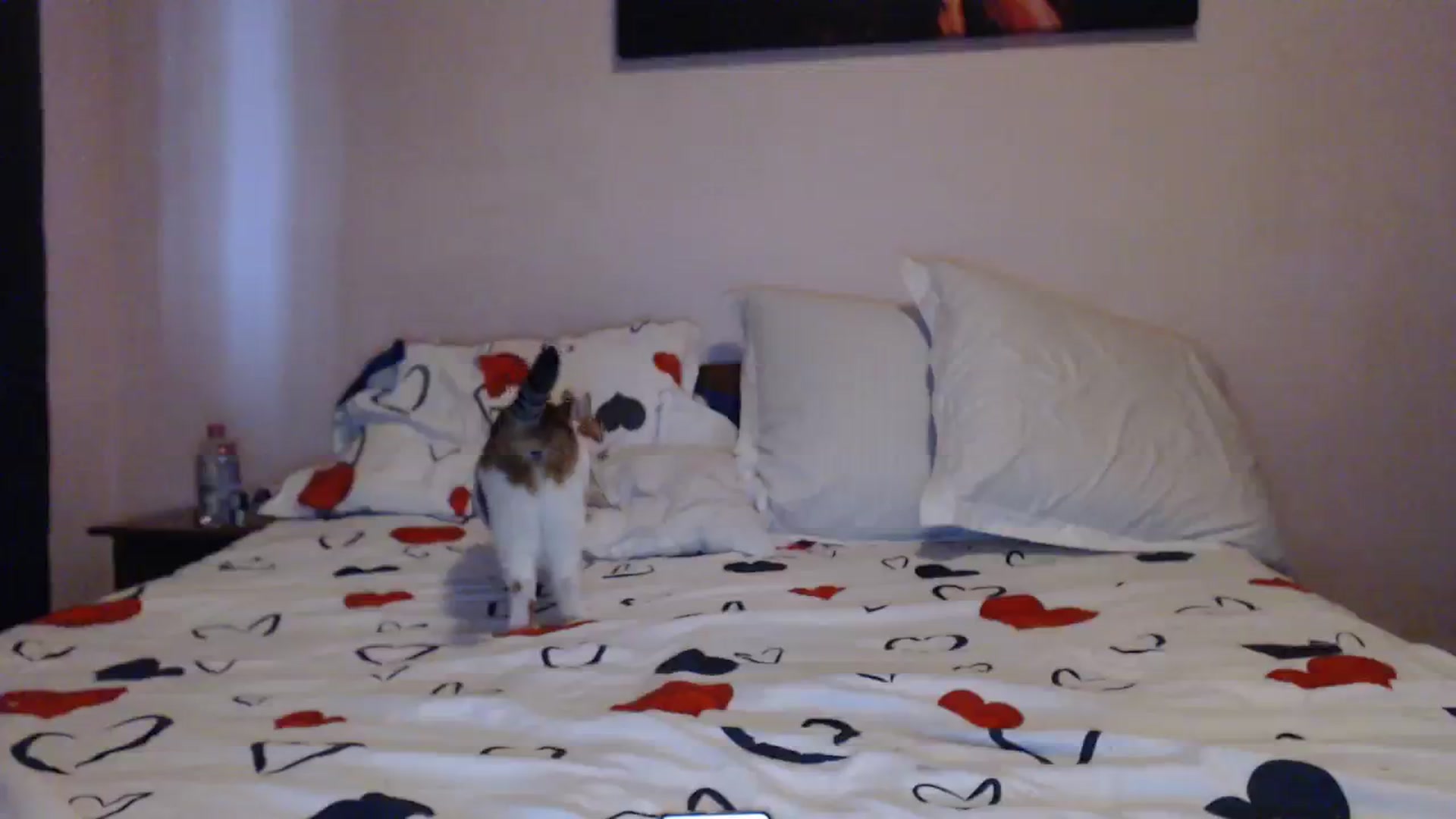 Gallery image thumbnail from Aahh_Emilia's myfreecams stream on, 03/14/2024, 15:19 image 16 of 20
