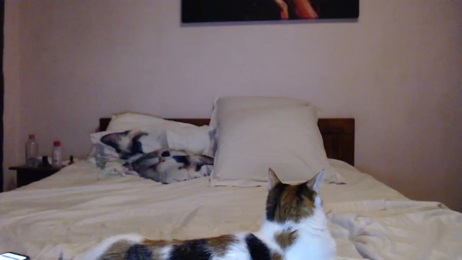 Gallery image thumbnail from Aahh_Emilia's myfreecams stream on, 03/24/2024, 18:39 image 9 of 20