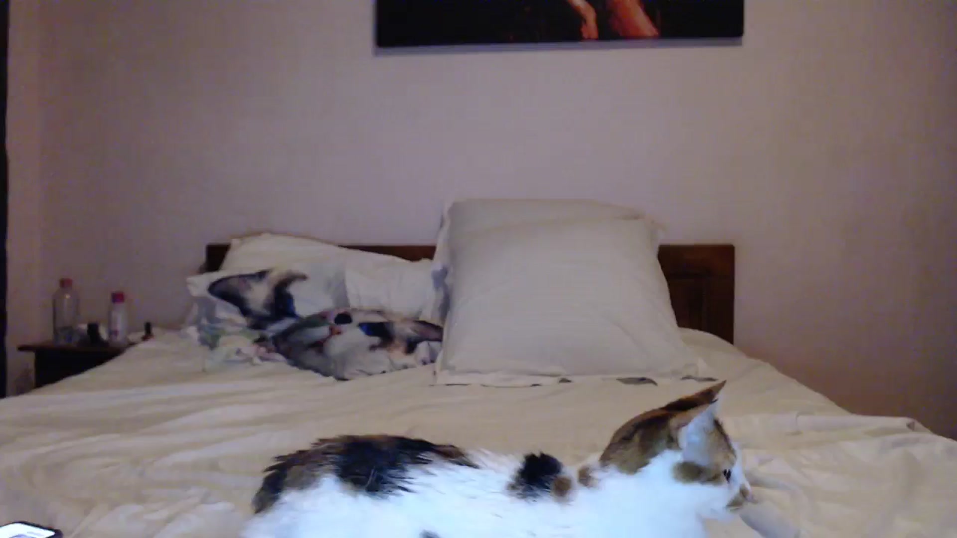 Gallery image thumbnail from Aahh_Emilia's myfreecams stream on, 03/24/2024, 18:39 image 10 of 20