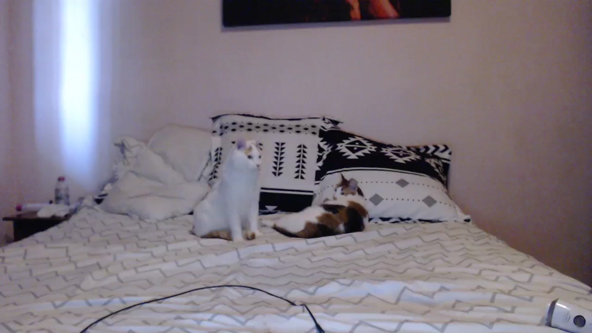Gallery image thumbnail from Aahh_Emilia's myfreecams stream on, 04/04/2024, 16:00 image 15 of 20