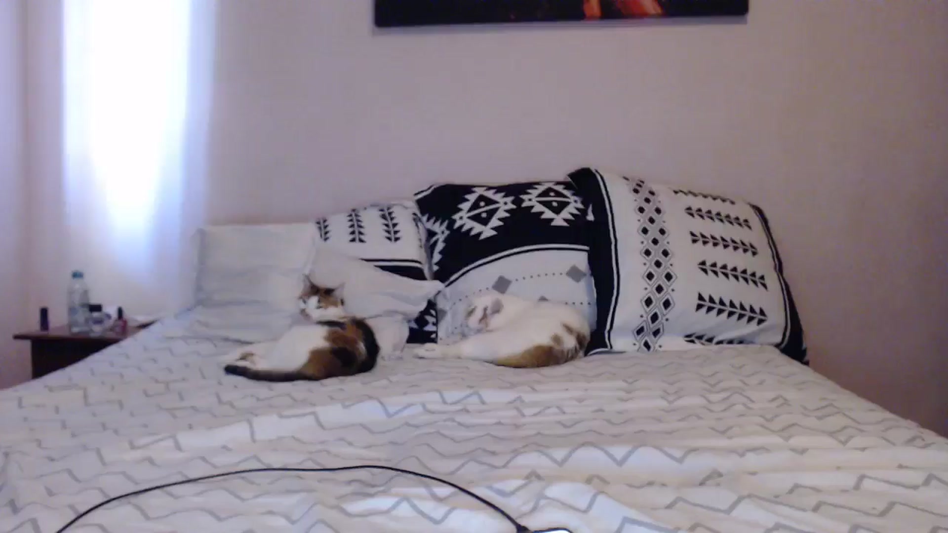 Gallery image thumbnail from Aahh_Emilia's myfreecams stream on, 04/29/2024, 15:38 image 11 of 20