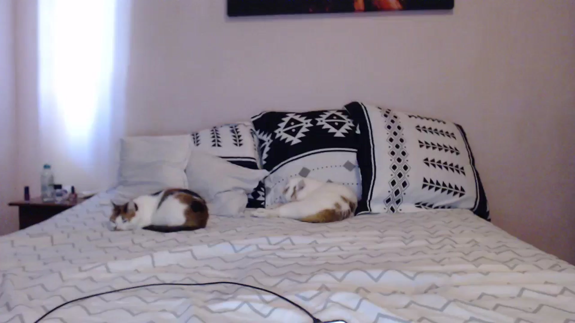 Gallery image thumbnail from Aahh_Emilia's myfreecams stream on, 04/29/2024, 15:38 image 12 of 20
