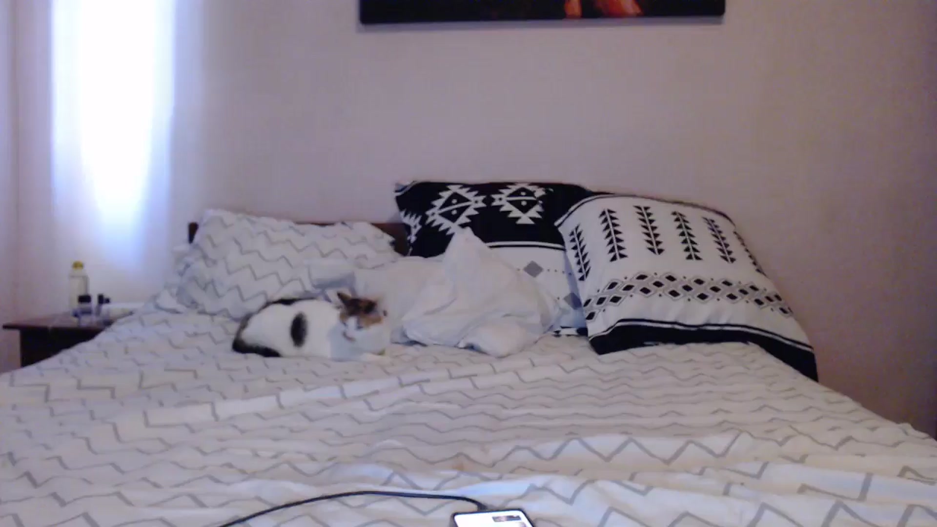 Gallery image thumbnail from Aahh_Emilia's myfreecams stream on, 04/30/2024, 15:49 image 9 of 20