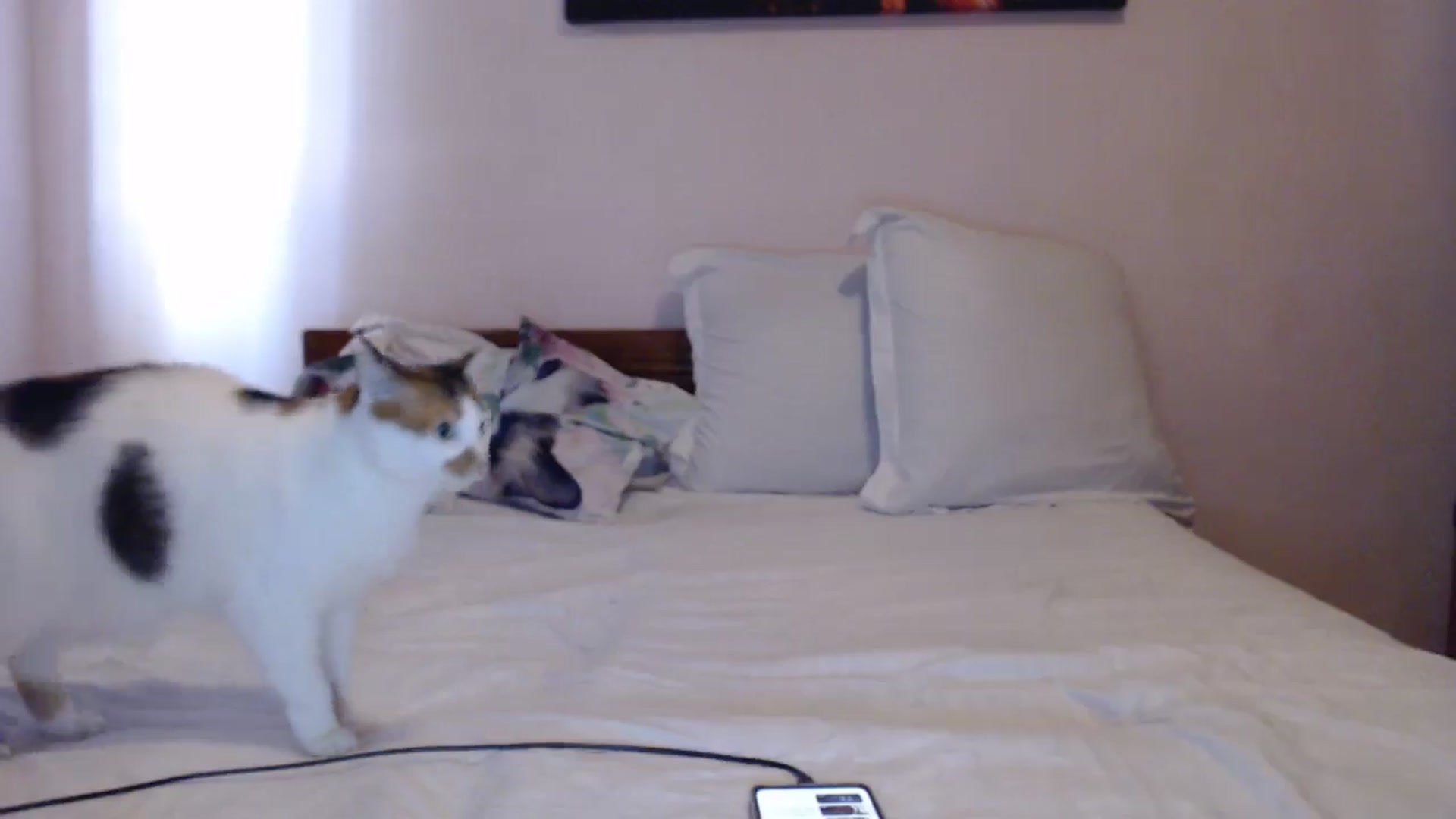 Gallery image thumbnail from Aahh_Emilia's myfreecams stream on, 05/06/2024, 15:46 image 13 of 20