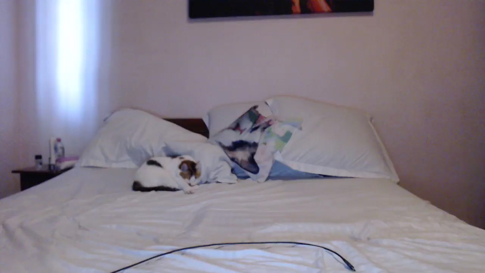 Gallery image thumbnail from Aahh_Emilia's myfreecams stream on, 05/13/2024, 15:28 image 9 of 20