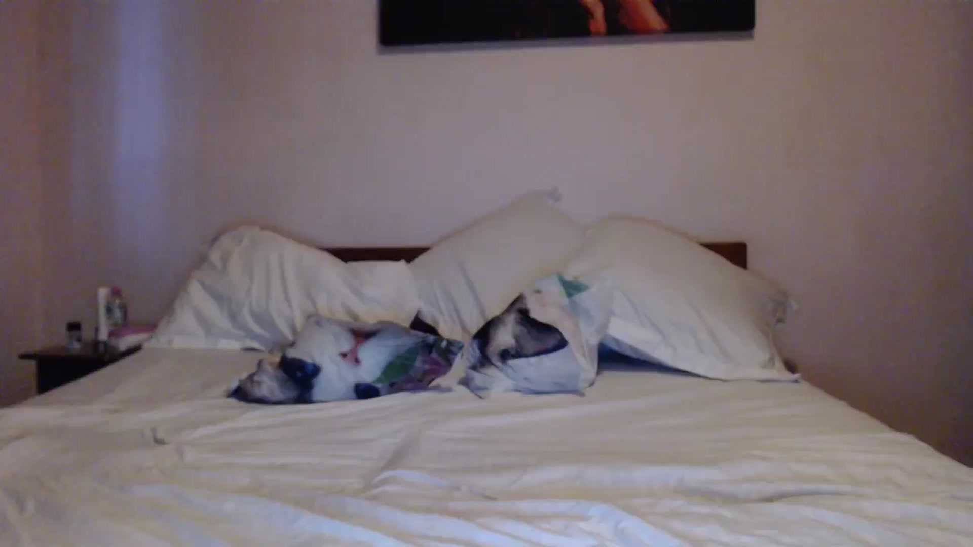 Gallery image thumbnail from Aahh_Emilia's myfreecams stream on, 05/13/2024, 17:52 image 14 of 20