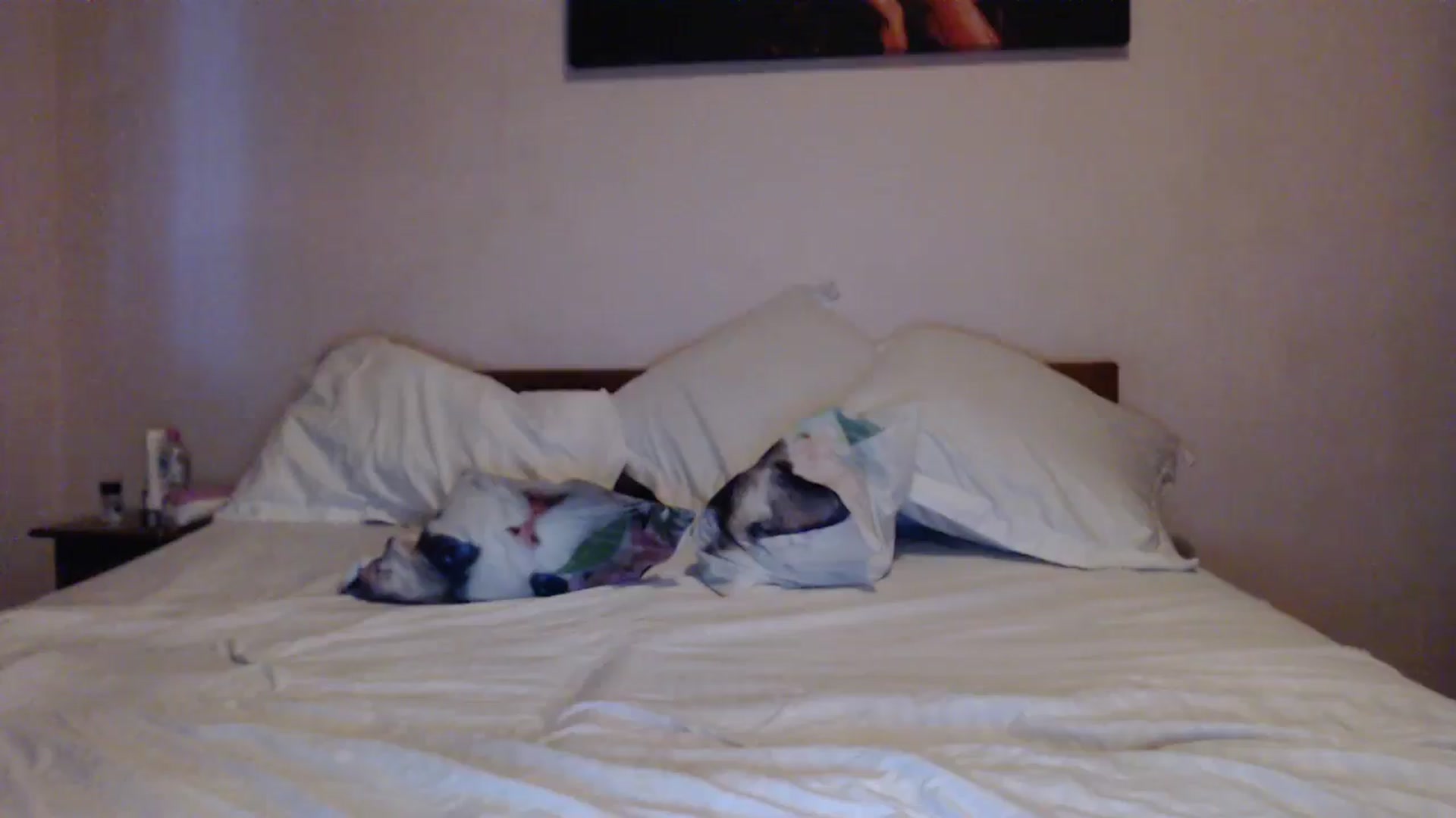 Gallery image thumbnail from Aahh_Emilia's myfreecams stream on, 05/13/2024, 17:52 image 16 of 20
