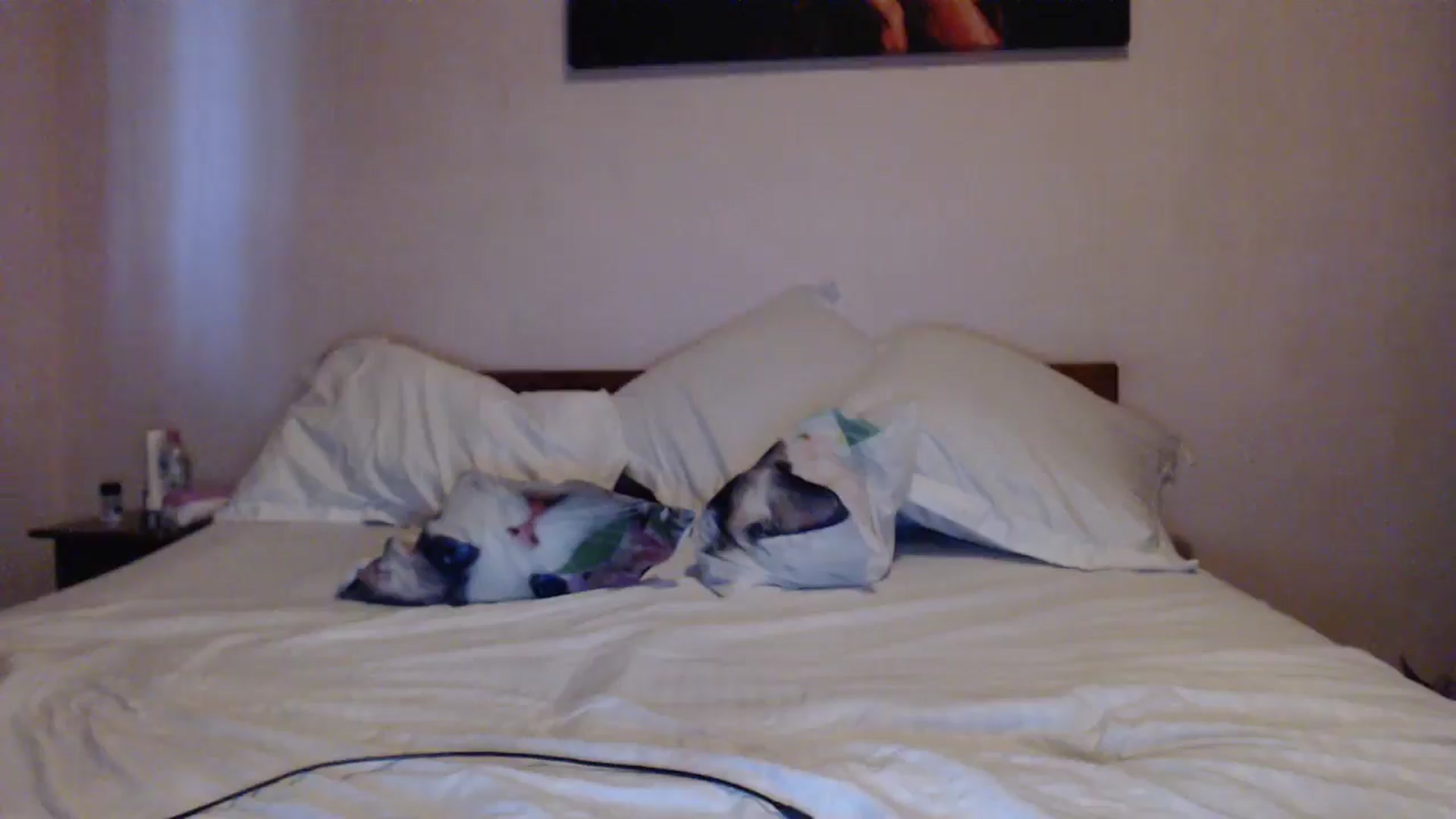 Gallery image thumbnail from Aahh_Emilia's myfreecams stream on, 05/13/2024, 17:52 image 9 of 20