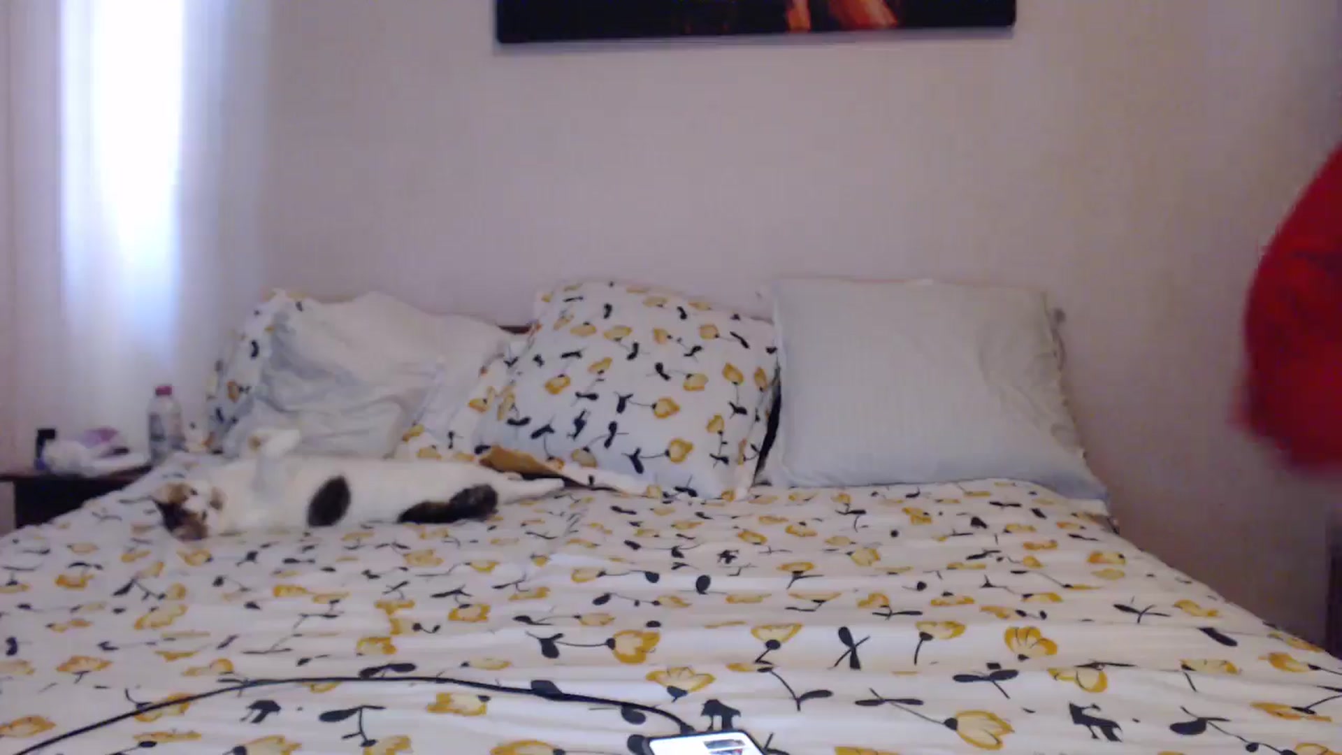 Gallery image thumbnail from Aahh_Emilia's myfreecams stream on, 05/16/2024, 15:42 image 14 of 20