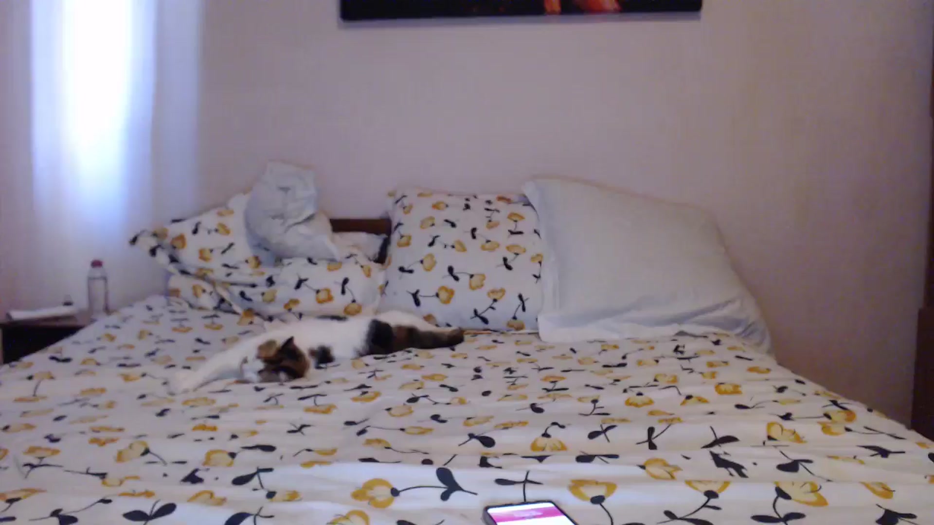 Gallery image thumbnail from Aahh_Emilia's myfreecams stream on, 05/23/2024, 16:20 image 16 of 20