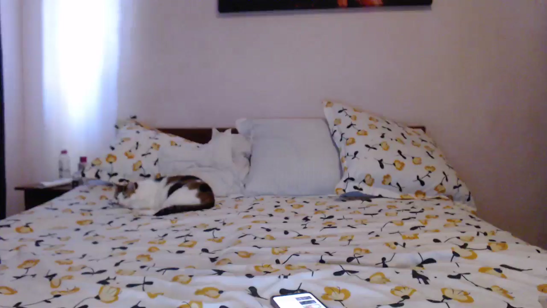 Gallery image thumbnail from Aahh_Emilia's myfreecams stream on, 05/25/2024, 15:26 image 16 of 20