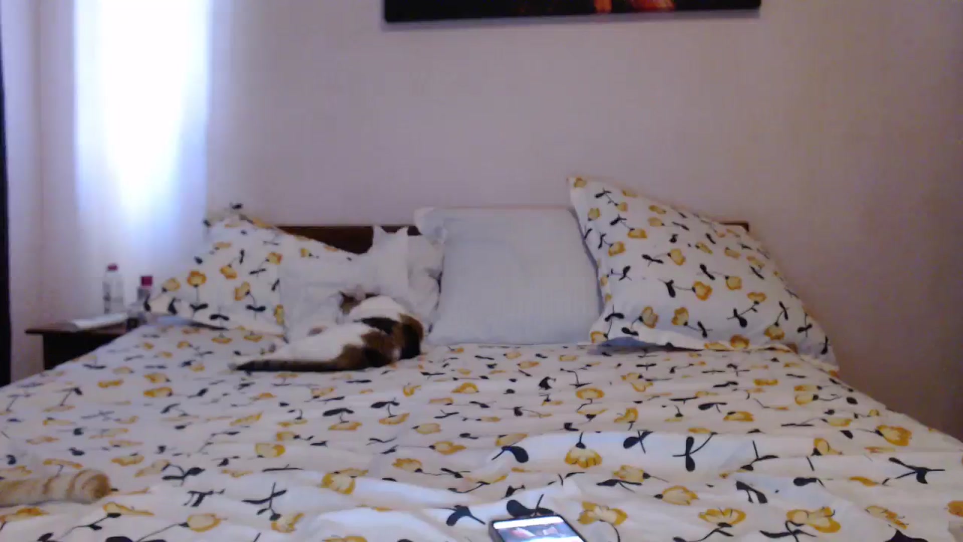 Gallery image thumbnail from Aahh_Emilia's myfreecams stream on, 05/25/2024, 15:26 image 13 of 20