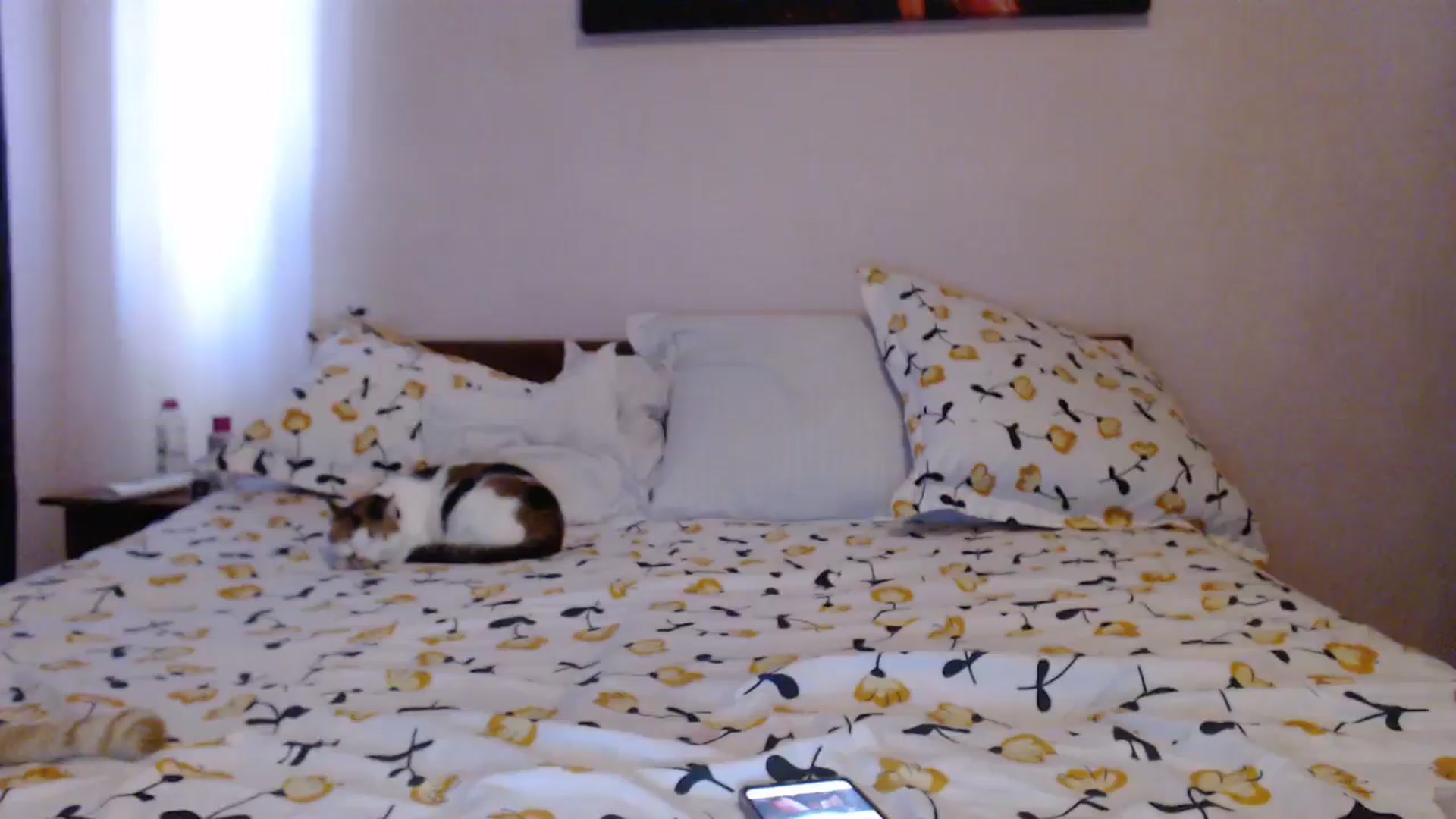 Gallery image thumbnail from Aahh_Emilia's myfreecams stream on, 05/25/2024, 15:26 image 14 of 20