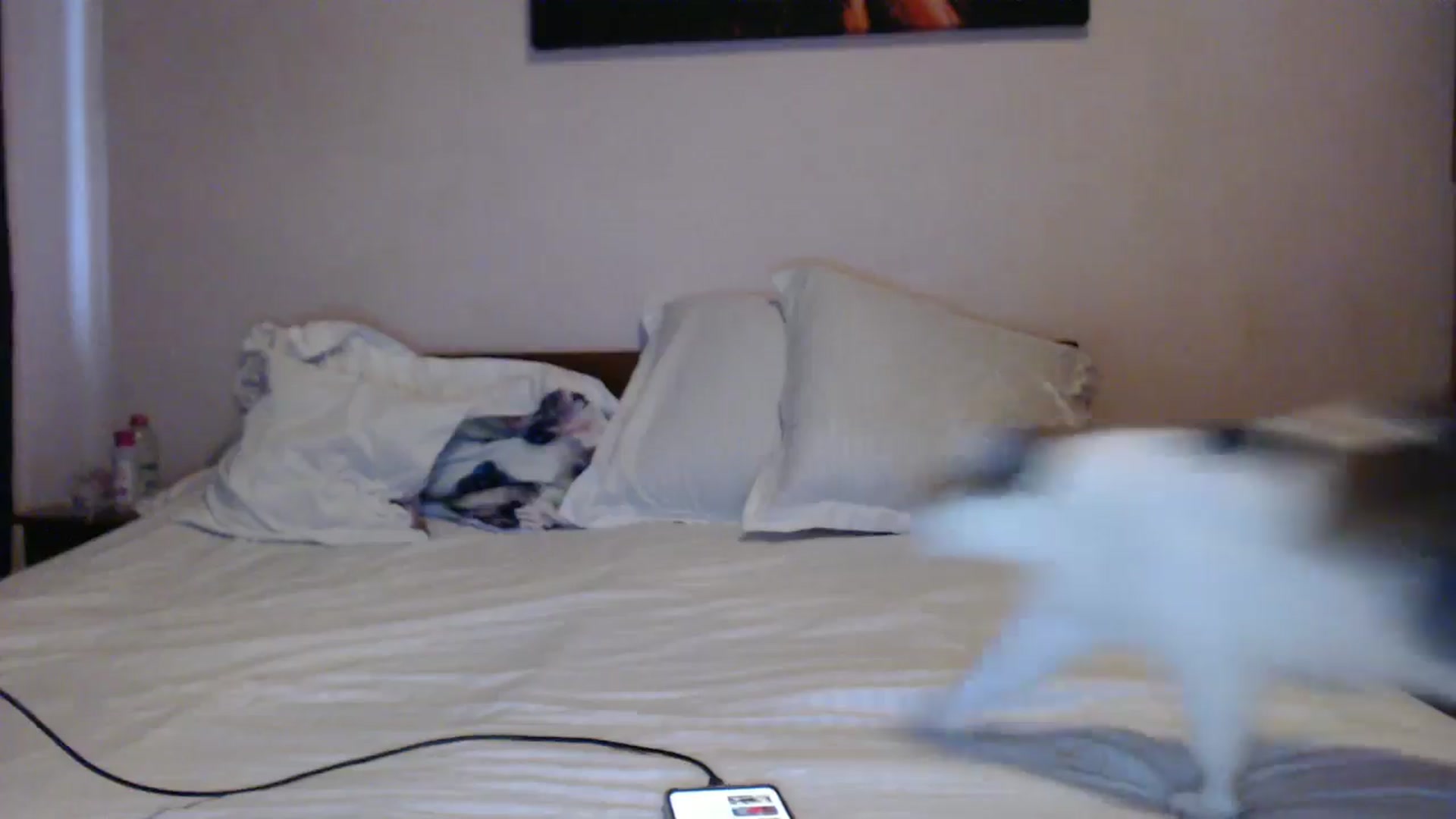Gallery image thumbnail from Aahh_Emilia's myfreecams stream on, 05/31/2024, 15:47 image 16 of 20