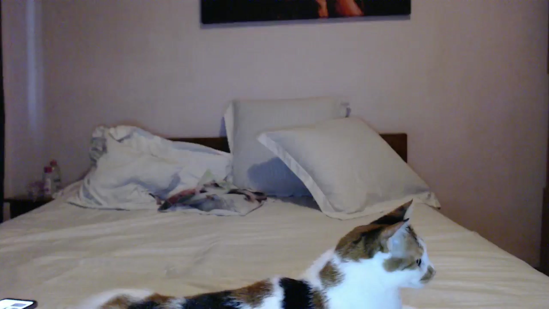 Gallery image thumbnail from Aahh_Emilia's myfreecams stream on, 05/31/2024, 17:50 image 13 of 20