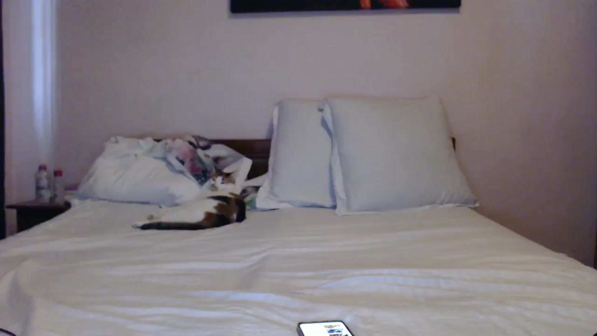 Gallery image thumbnail from Aahh_Emilia's myfreecams stream on, 06/01/2024, 15:59 image 11 of 20