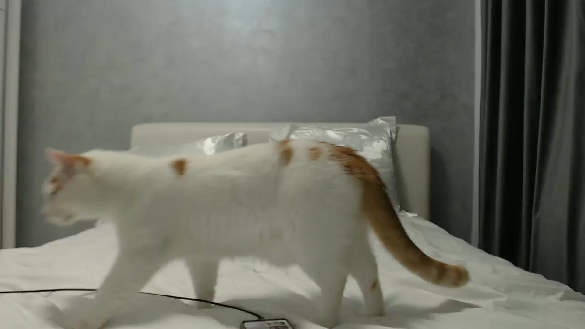 Gallery image thumbnail from Aahh_Emilia's myfreecams stream on, 06/12/2024, 15:59 image 11 of 20