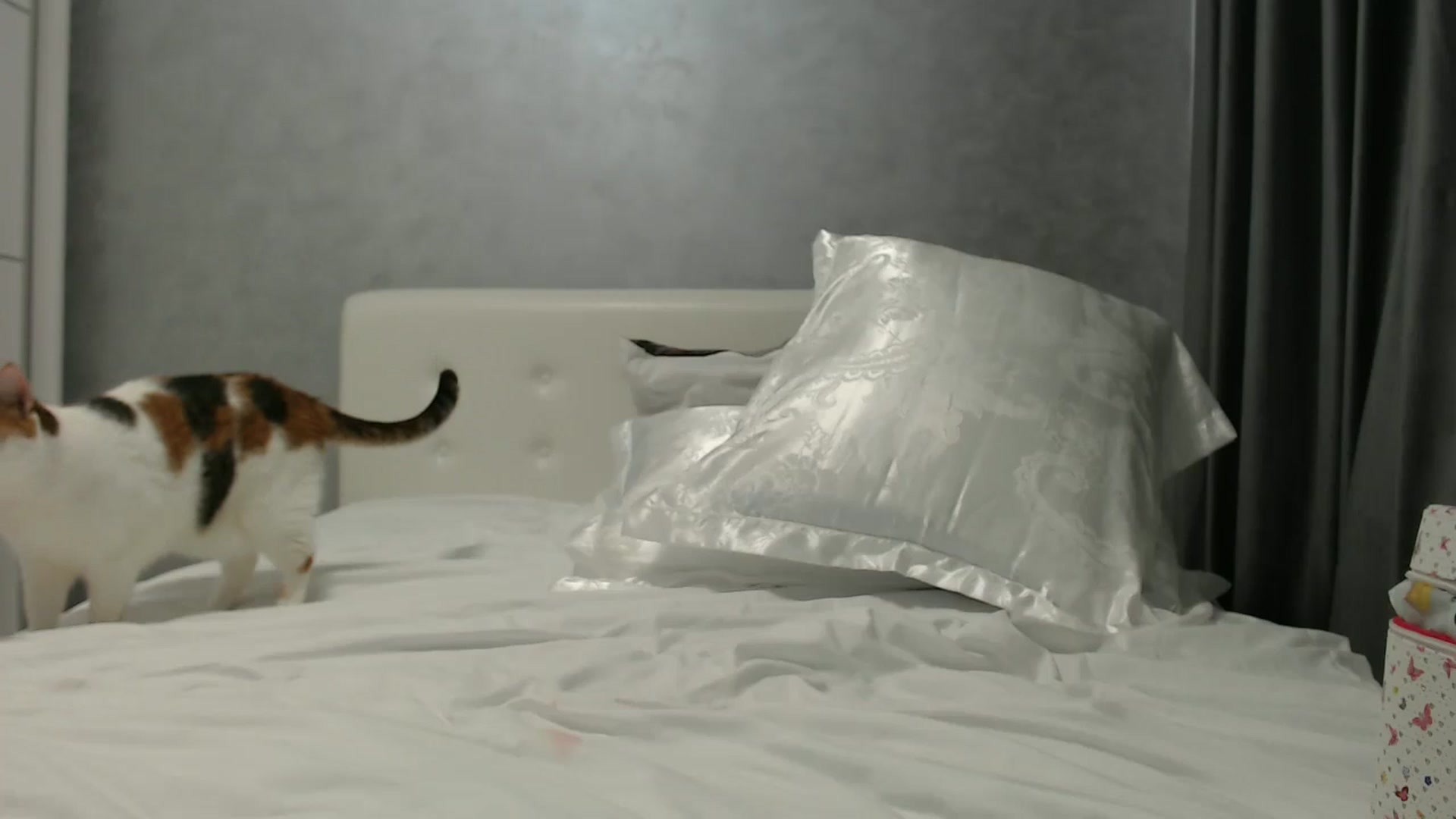 Gallery image thumbnail from Aahh_Emilia's myfreecams stream on, 06/12/2024, 18:14 image 17 of 20