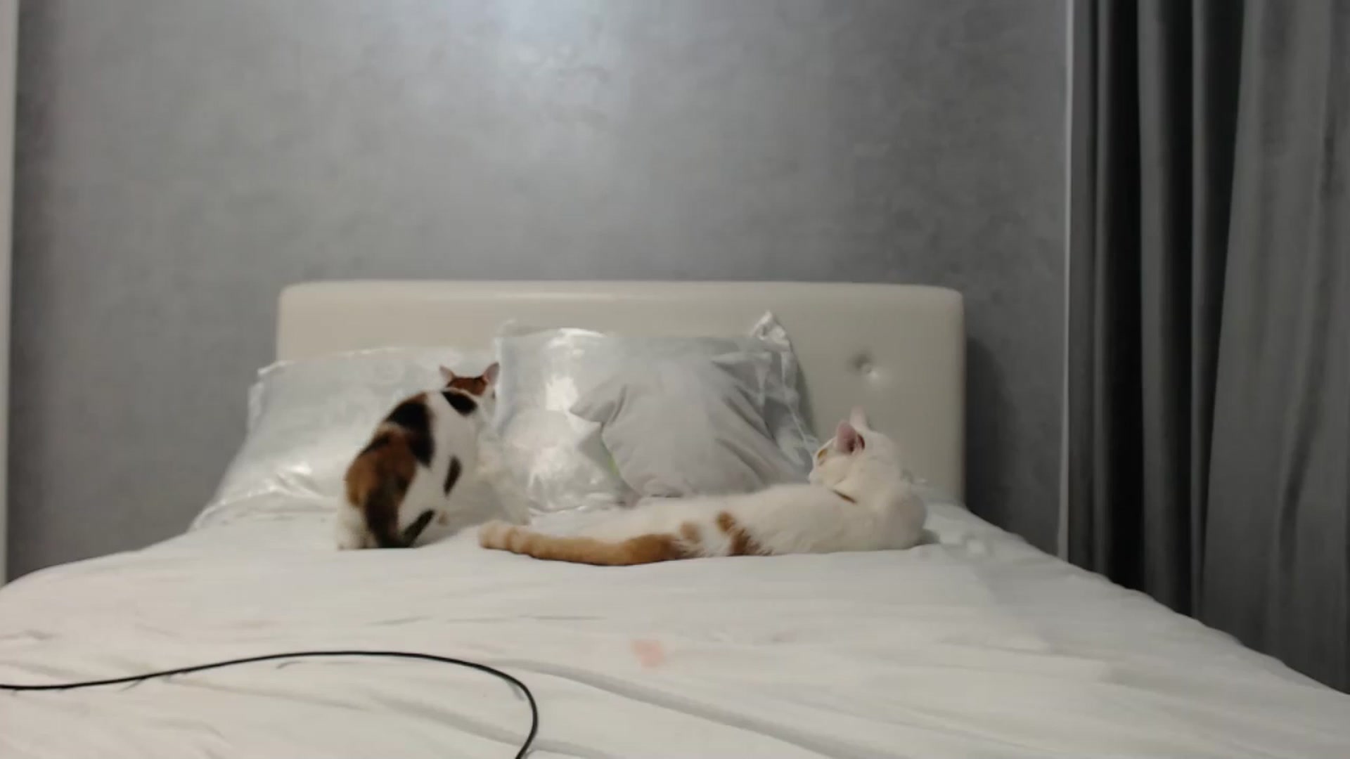 Gallery image thumbnail from Aahh_Emilia's myfreecams stream on, 06/14/2024, 16:46 image 3 of 20