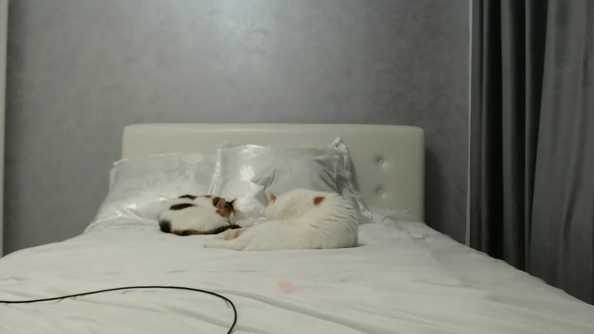 Gallery image thumbnail from Aahh_Emilia's myfreecams stream on, 06/14/2024, 16:46 image 6 of 20