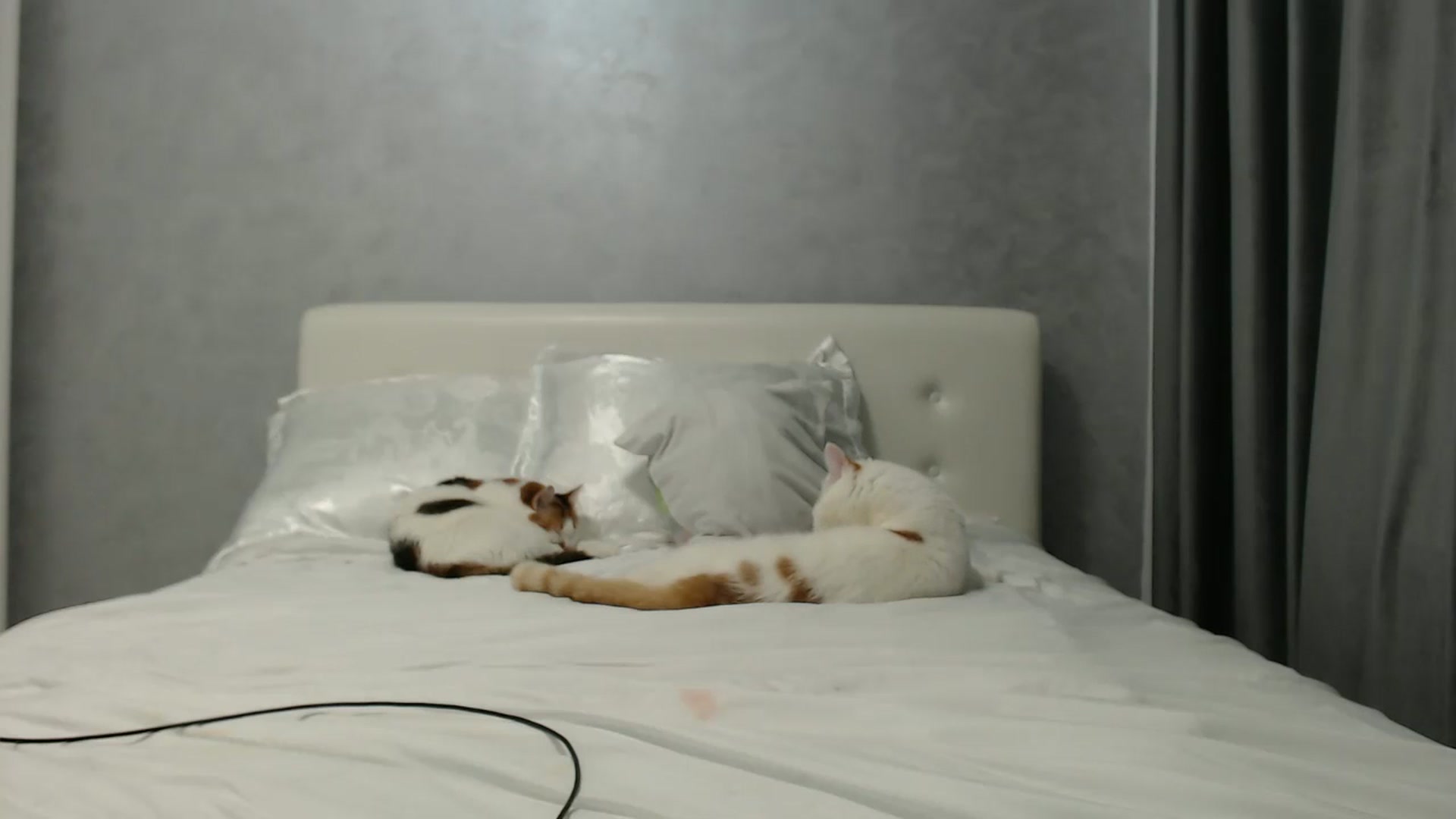 Gallery image thumbnail from Aahh_Emilia's myfreecams stream on, 06/14/2024, 16:46 image 5 of 20