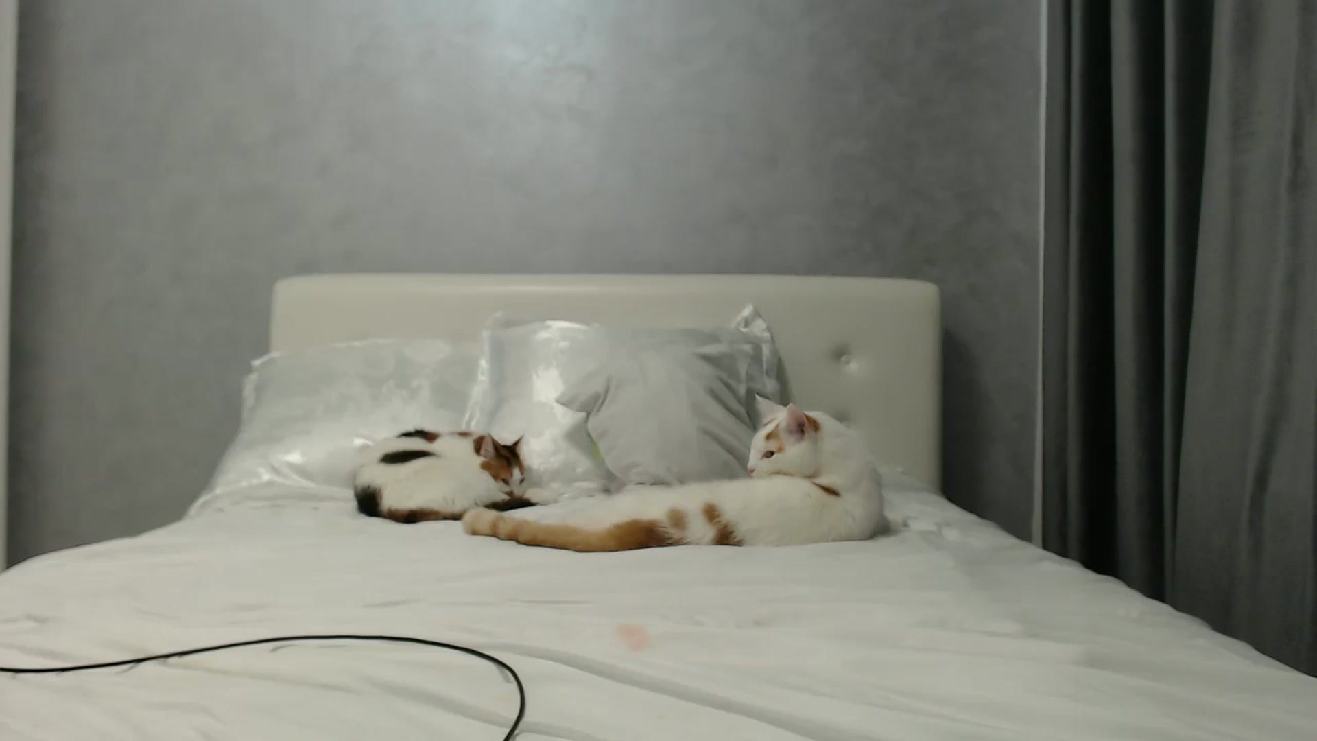 Gallery image thumbnail from Aahh_Emilia's myfreecams stream on, 06/14/2024, 16:46 image 4 of 20
