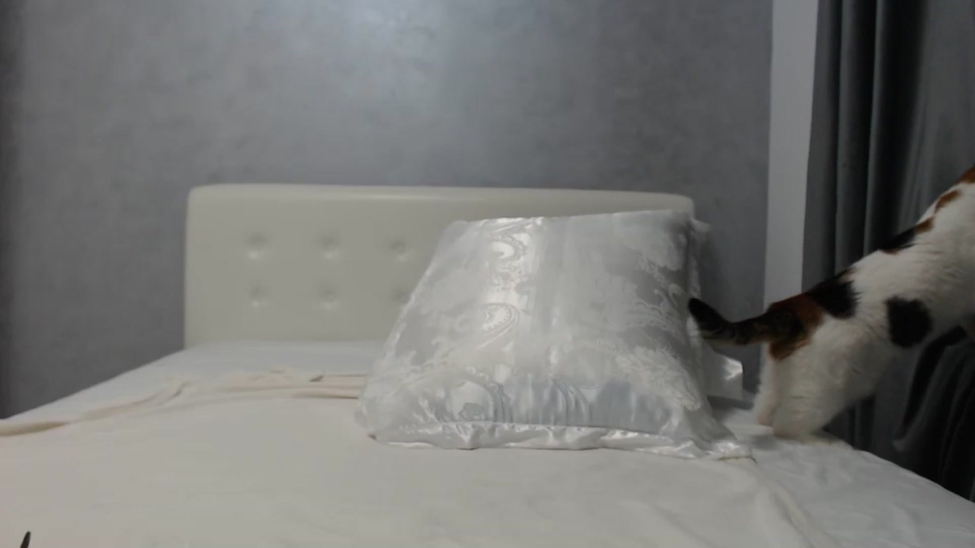Gallery image thumbnail from Aahh_Emilia's myfreecams stream on, 07/06/2024, 18:24 image 15 of 20