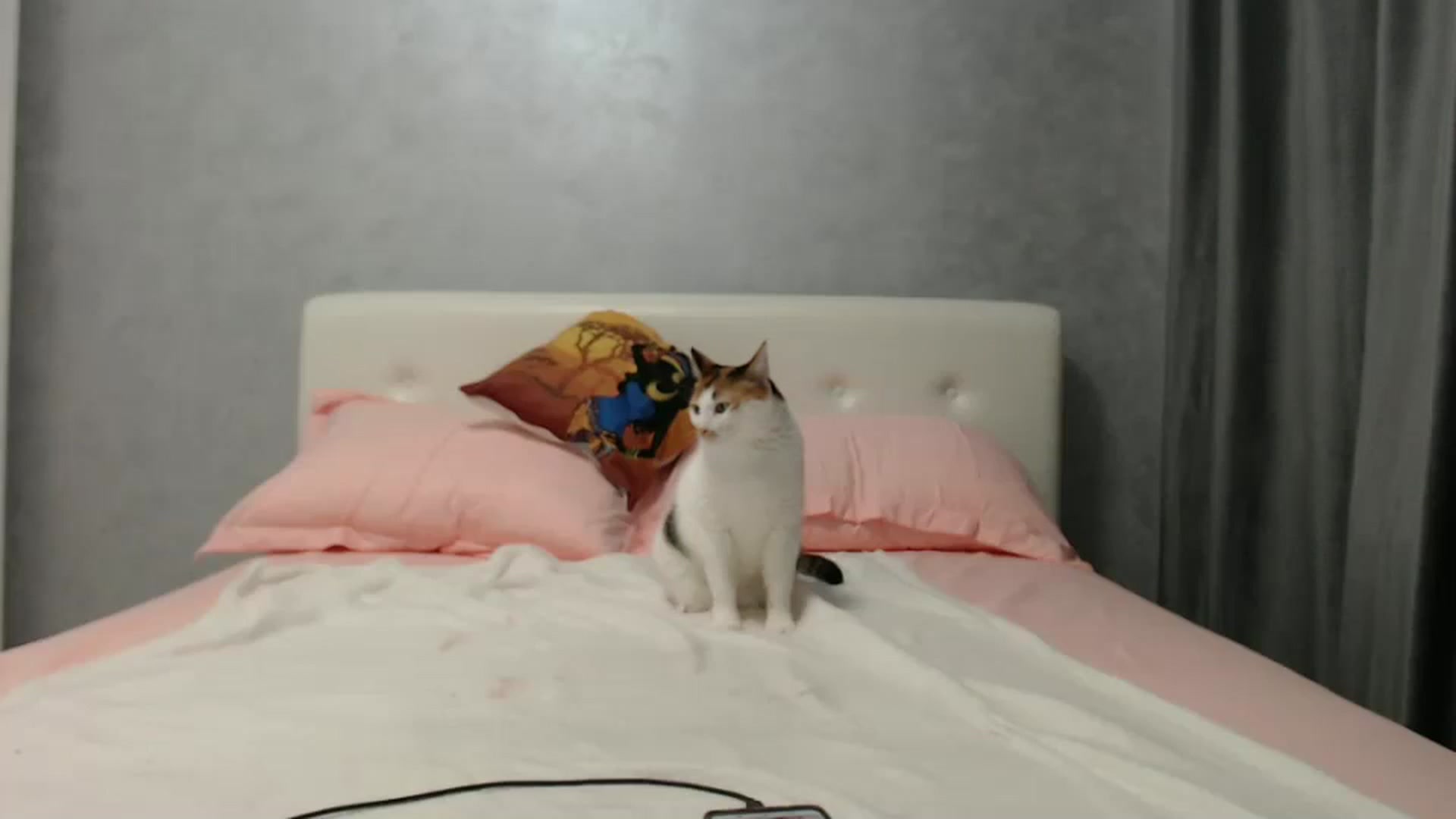 Gallery image thumbnail from Aahh_Emilia's myfreecams stream on, 08/04/2024, 17:12 image 4 of 20