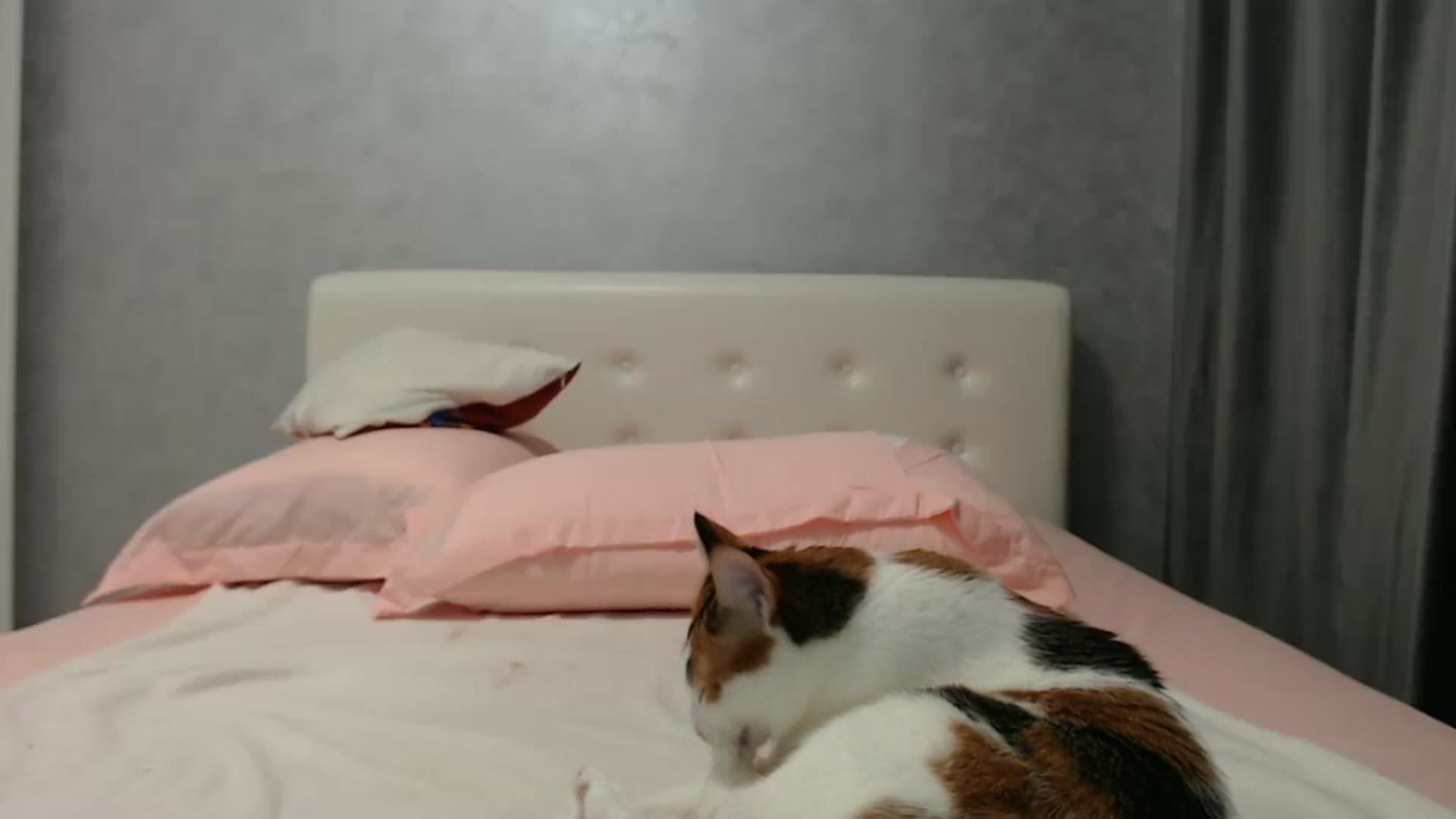 Gallery image thumbnail from Aahh_Emilia's myfreecams stream on, 08/04/2024, 18:59 image 14 of 20