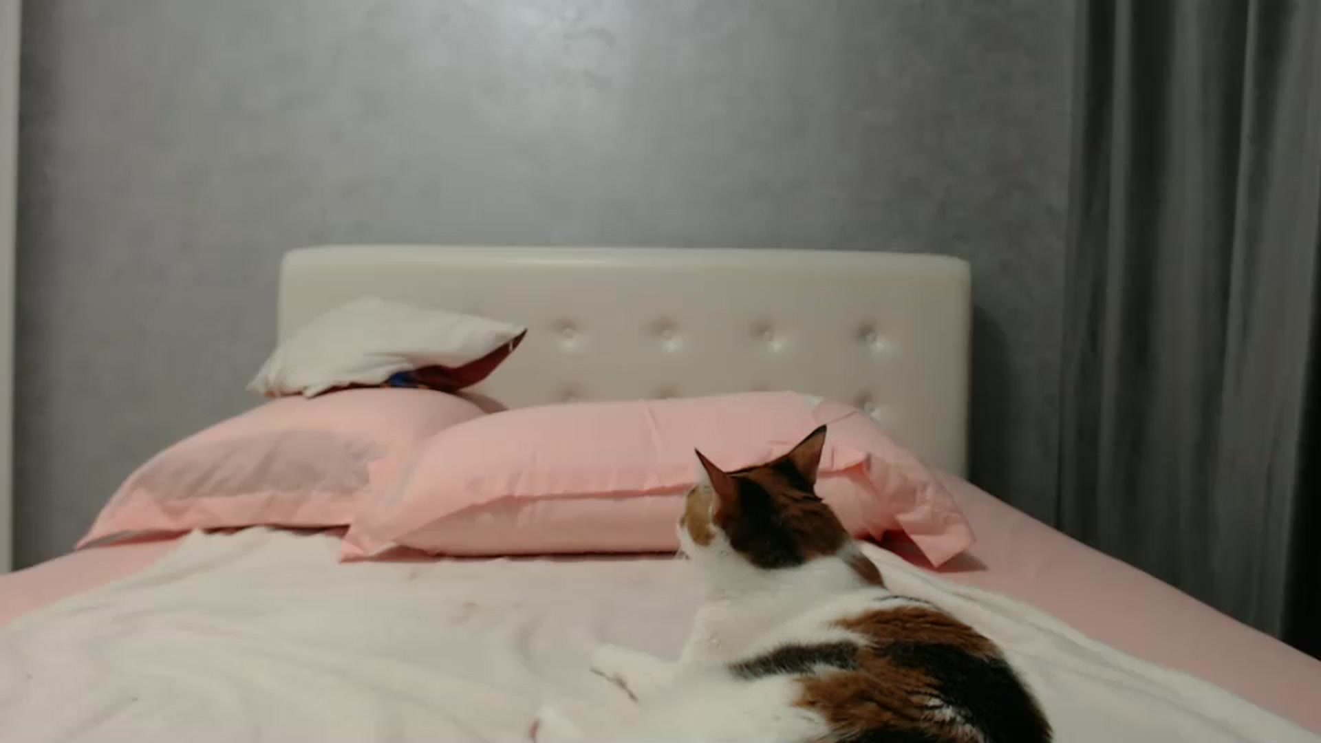 Gallery image thumbnail from Aahh_Emilia's myfreecams stream on, 08/04/2024, 18:59 image 15 of 20