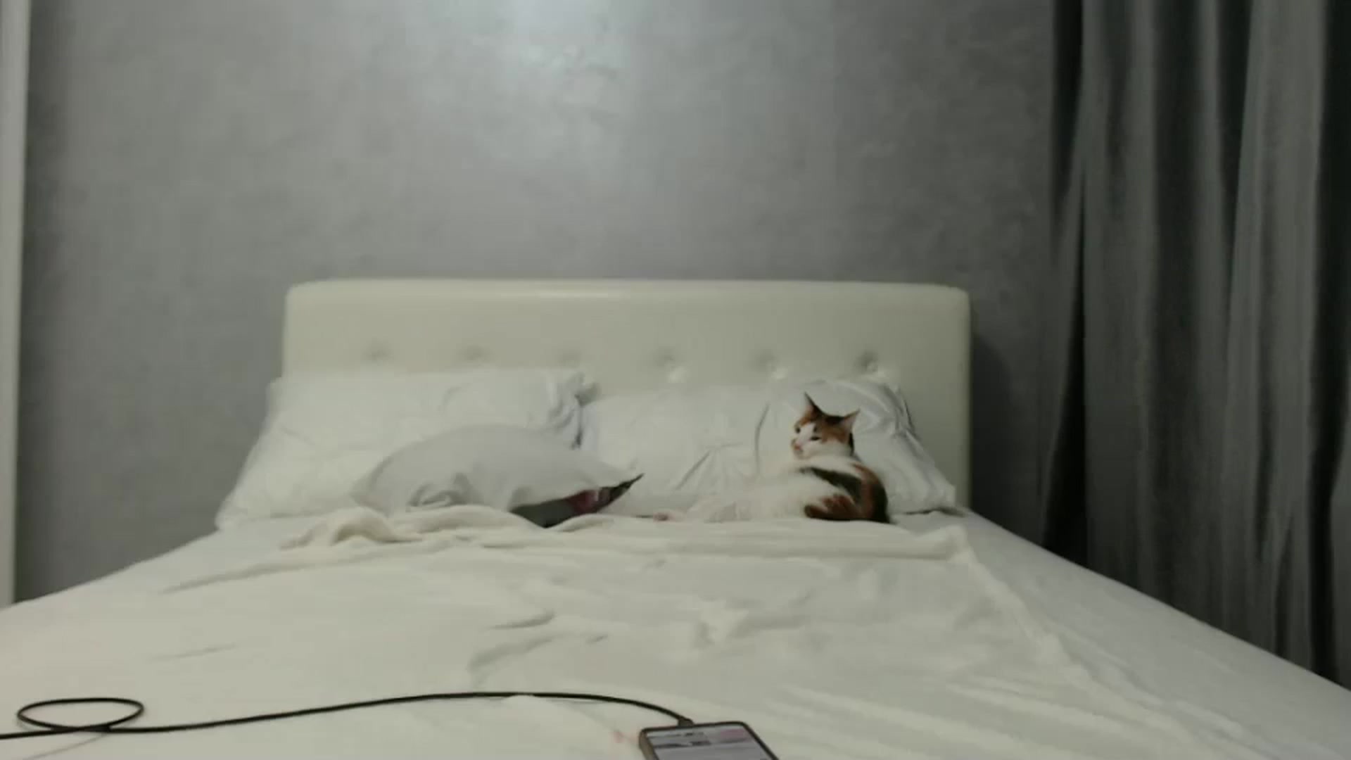 Gallery image thumbnail from Aahh_Emilia's myfreecams stream on, 09/04/2024, 16:47 image 12 of 20