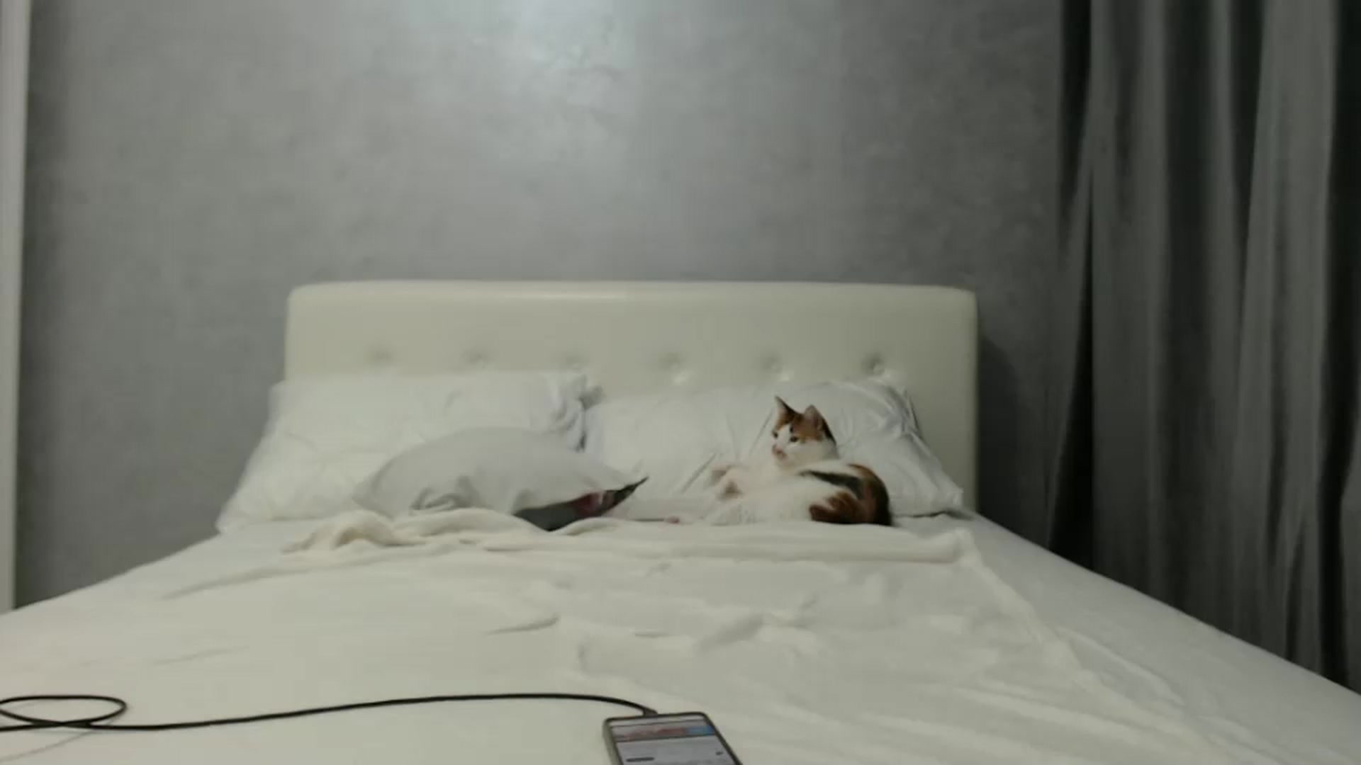 Gallery image thumbnail from Aahh_Emilia's myfreecams stream on, 09/04/2024, 16:47 image 9 of 20