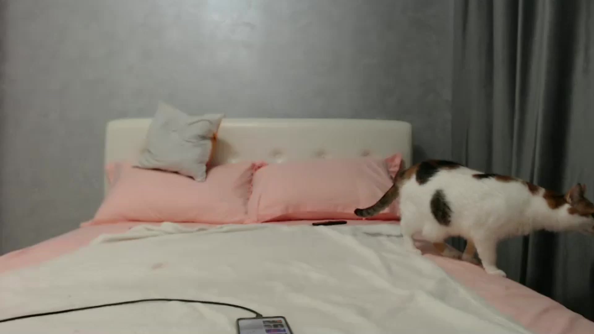 Gallery image thumbnail from Aahh_Emilia's myfreecams stream on, 09/13/2024, 16:45 image 10 of 20