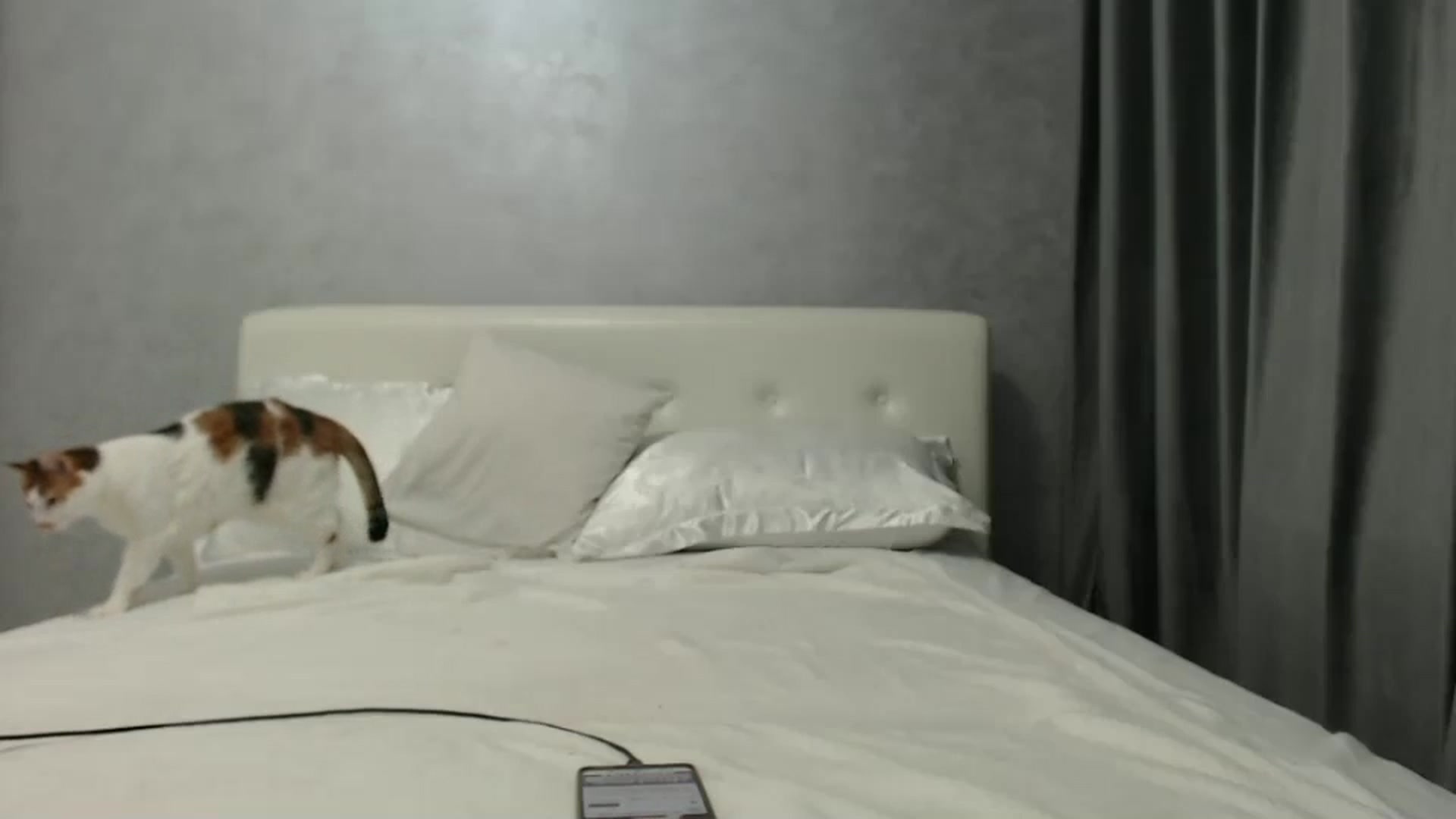 Gallery image thumbnail from Aahh_Emilia's myfreecams stream on, 09/30/2024, 16:45 image 4 of 20