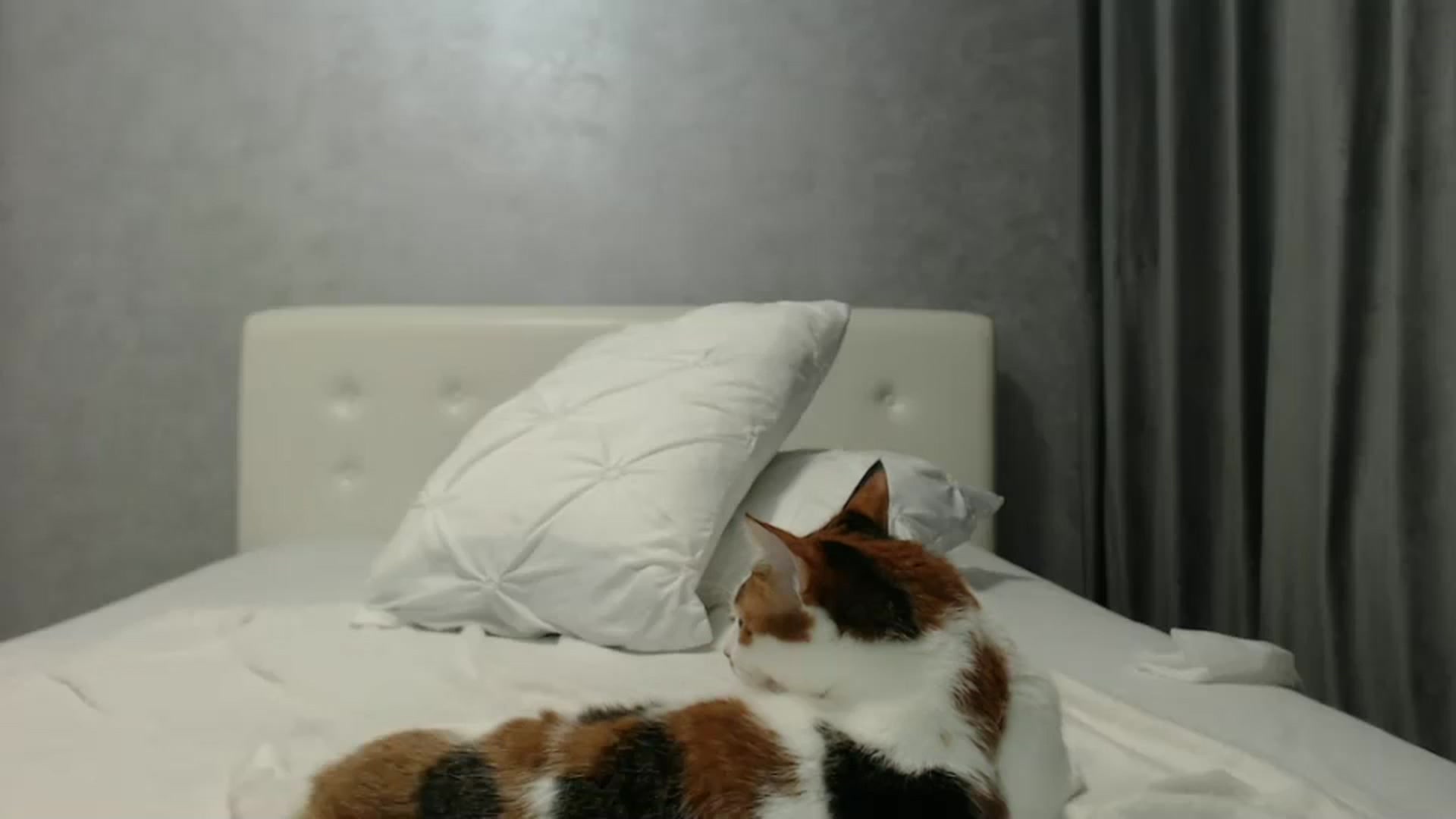 Gallery image thumbnail from Aahh_Emilia's myfreecams stream on, 10/07/2024, 18:23 image 15 of 20