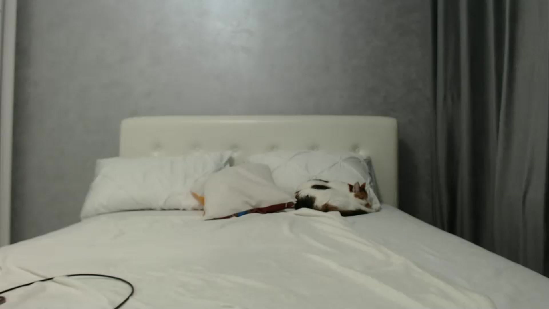 Gallery image thumbnail from Aahh_Emilia's myfreecams stream on, 10/09/2024, 16:35 image 16 of 20
