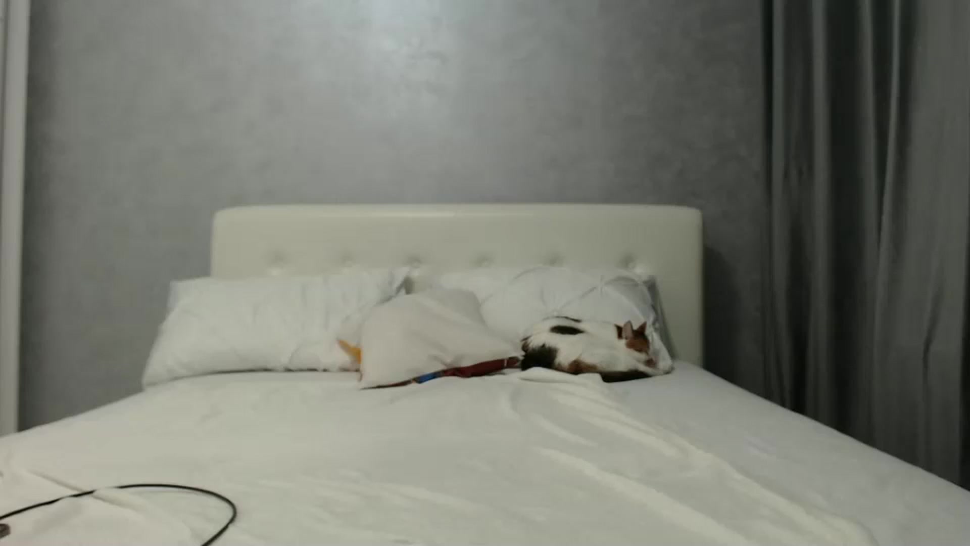 Gallery image thumbnail from Aahh_Emilia's myfreecams stream on, 10/09/2024, 16:35 image 15 of 20