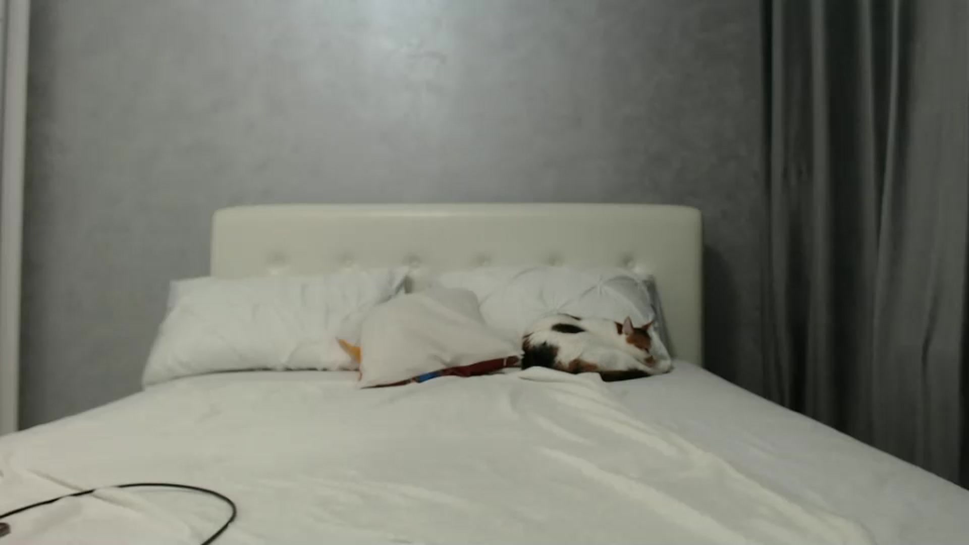 Gallery image thumbnail from Aahh_Emilia's myfreecams stream on, 10/09/2024, 16:35 image 14 of 20