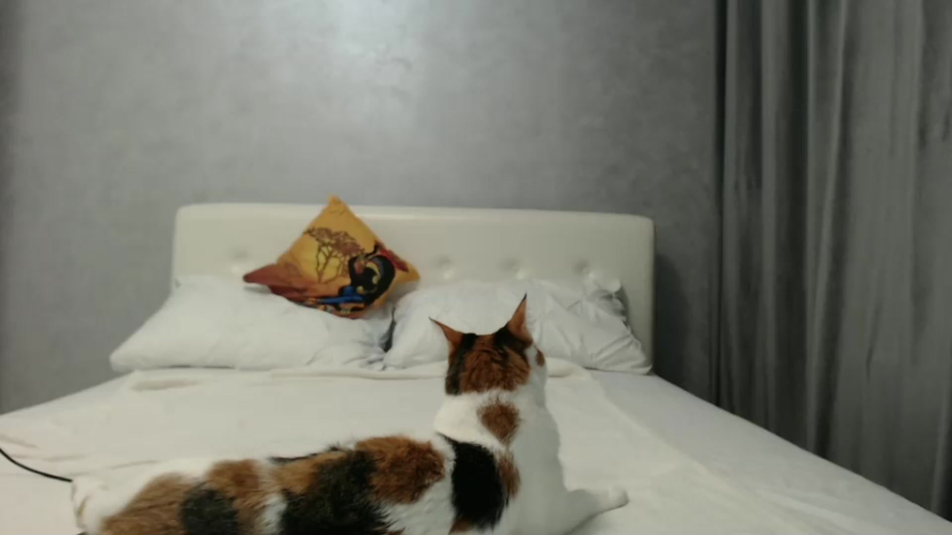 Gallery image thumbnail from Aahh_Emilia's myfreecams stream on, 10/11/2024, 16:32 image 6 of 20
