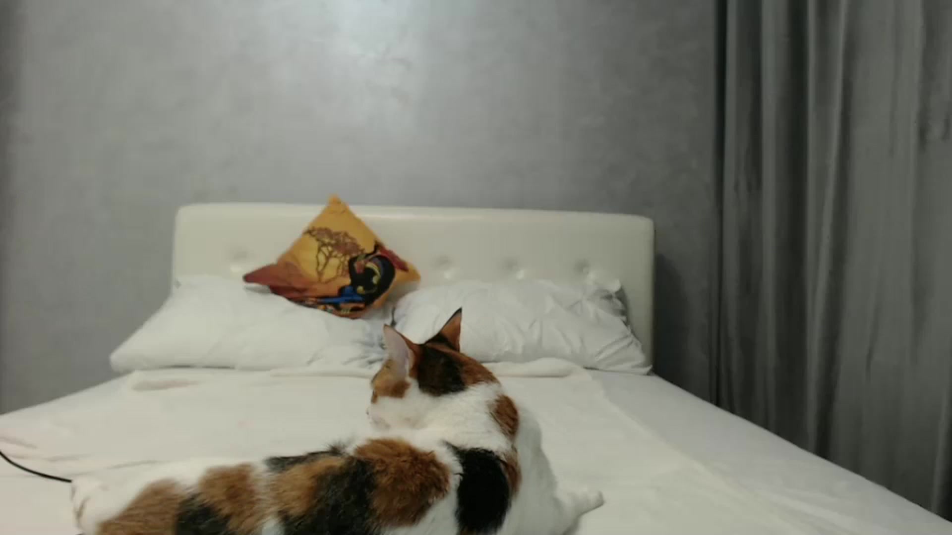 Gallery image thumbnail from Aahh_Emilia's myfreecams stream on, 10/11/2024, 16:32 image 4 of 20