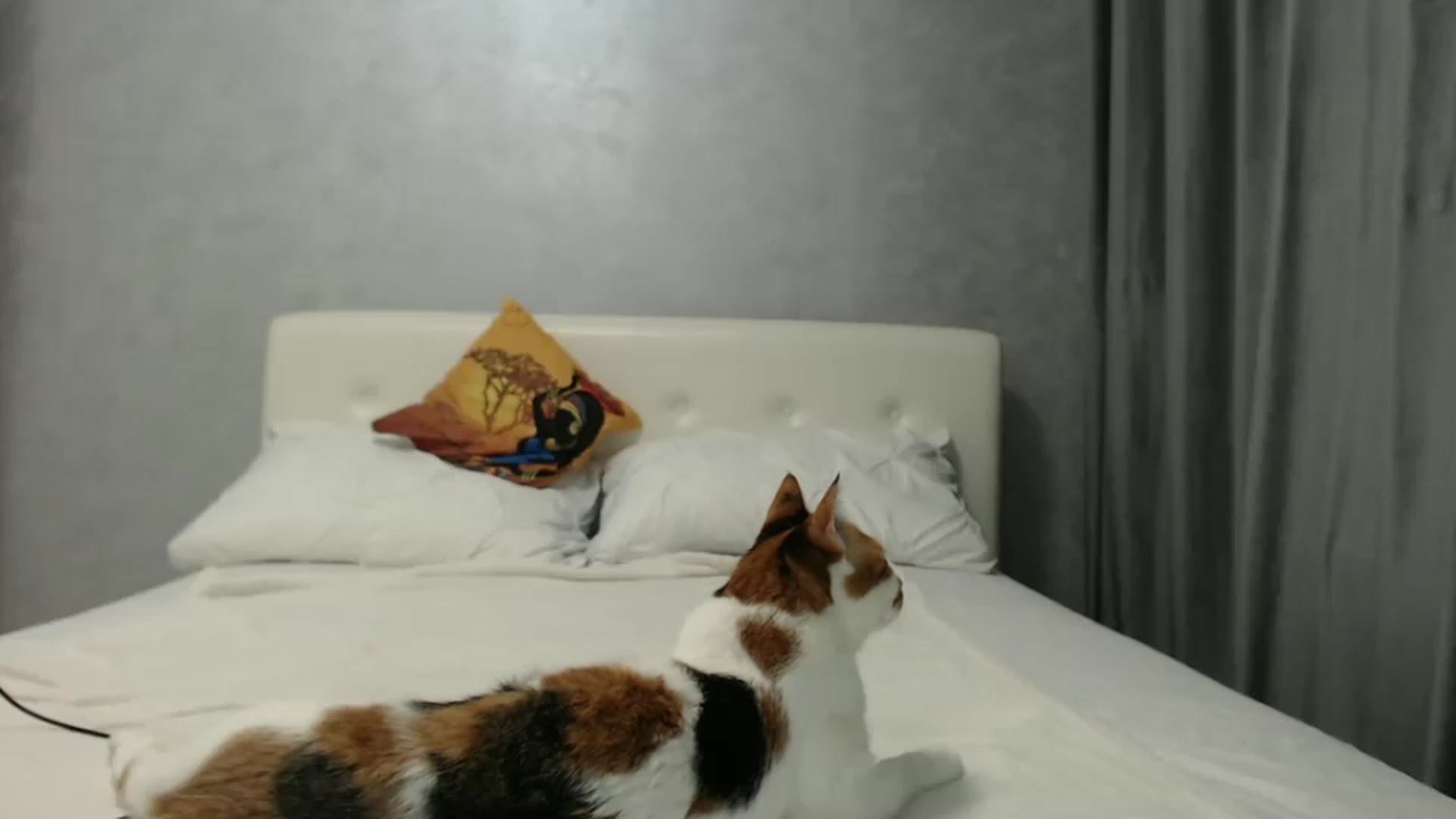 Gallery image thumbnail from Aahh_Emilia's myfreecams stream on, 10/11/2024, 16:32 image 5 of 20