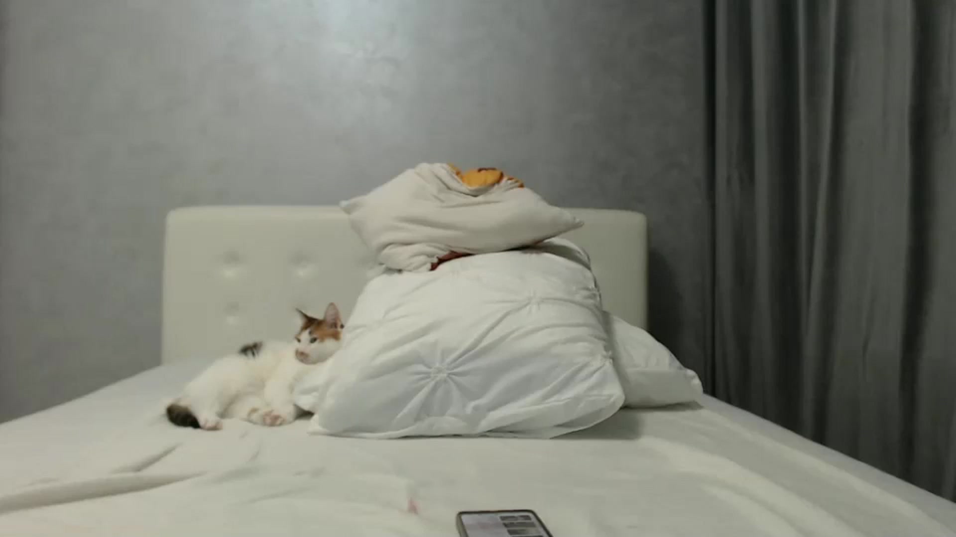 Gallery image thumbnail from Aahh_Emilia's myfreecams stream on, 10/12/2024, 18:32 image 16 of 20