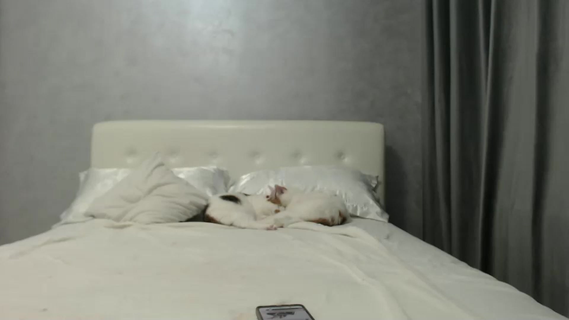 Gallery image thumbnail from Aahh_Emilia's myfreecams stream on, 10/19/2024, 16:52 image 13 of 20