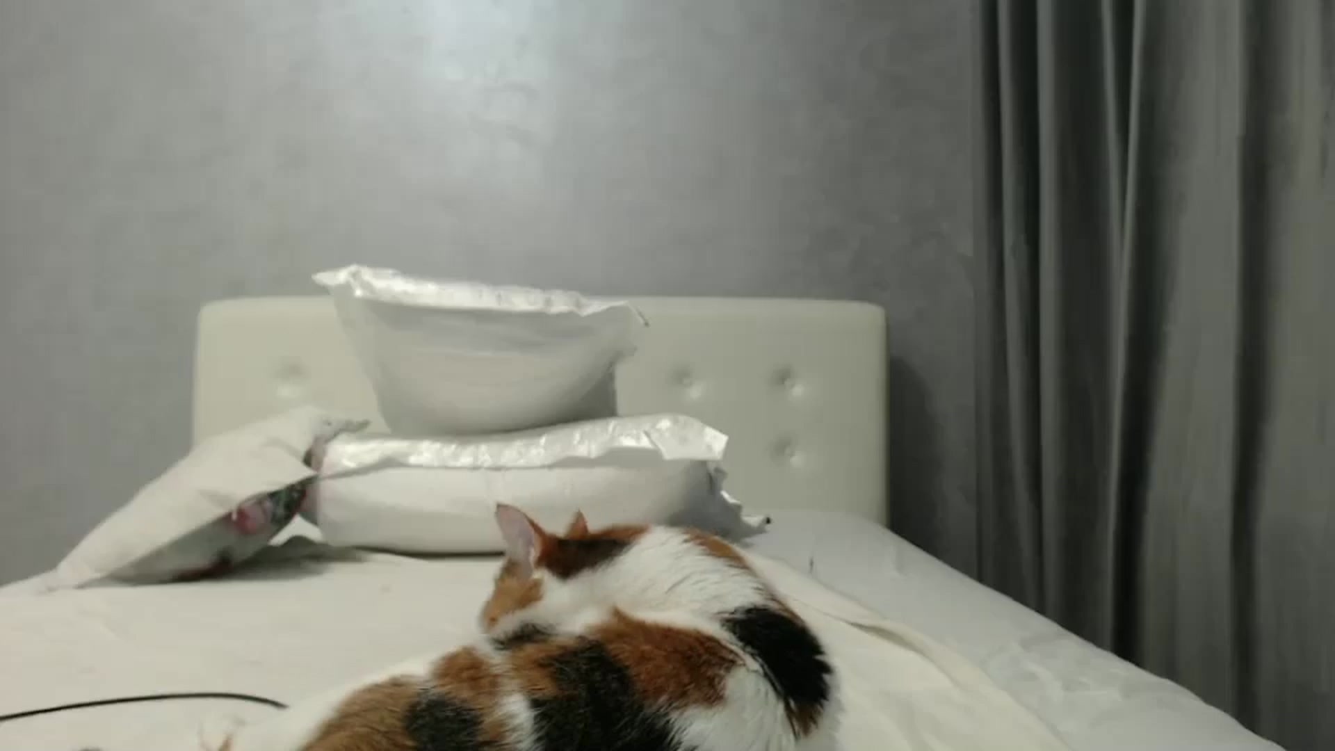Gallery image thumbnail from Aahh_Emilia's myfreecams stream on, 10/19/2024, 18:37 image 12 of 20