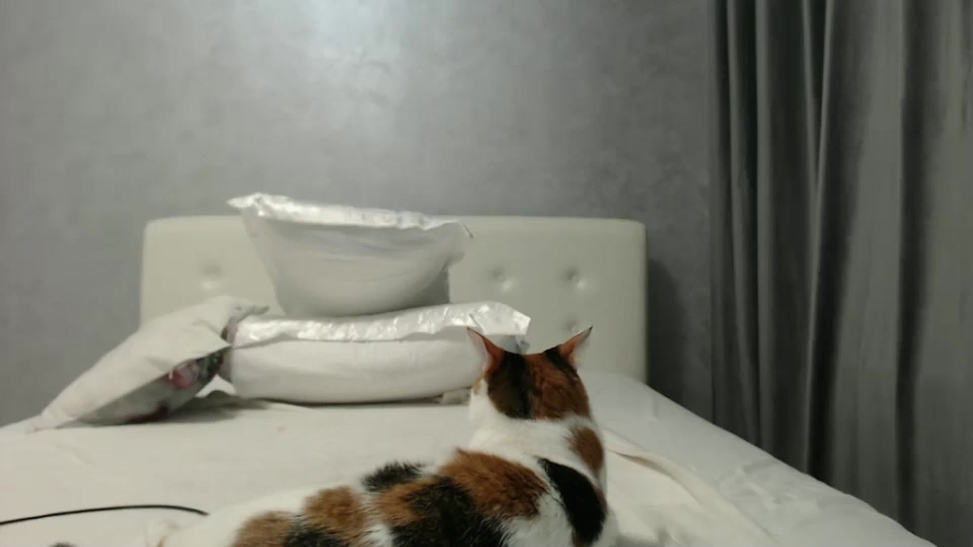 Gallery image thumbnail from Aahh_Emilia's myfreecams stream on, 10/19/2024, 18:37 image 11 of 20
