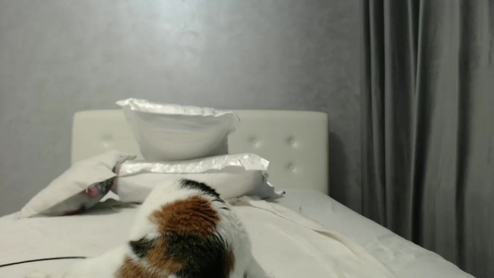 Gallery image thumbnail from Aahh_Emilia's myfreecams stream on, 10/19/2024, 18:37 image 13 of 20