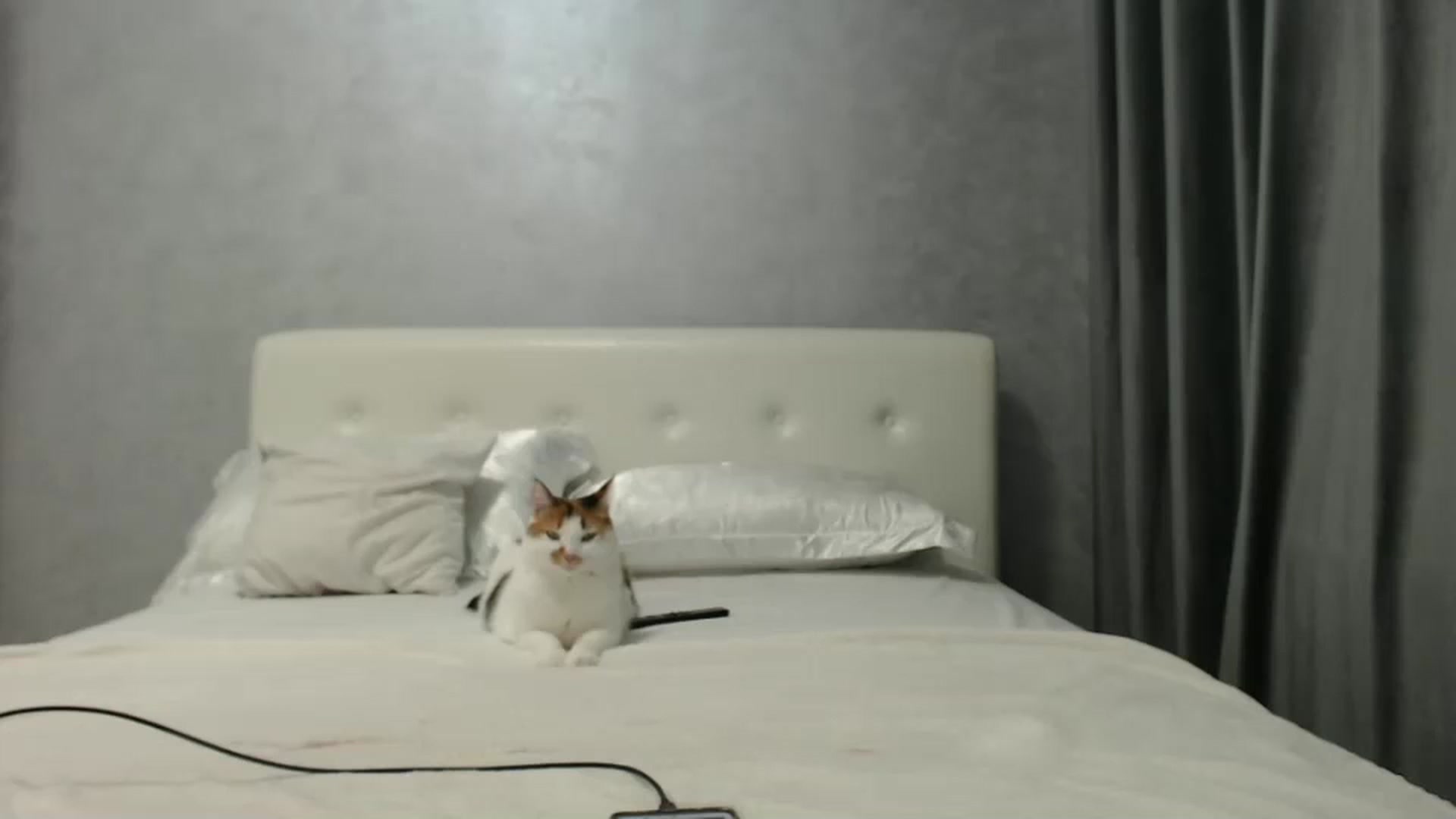 Gallery image thumbnail from Aahh_Emilia's myfreecams stream on, 10/20/2024, 16:35 image 18 of 20