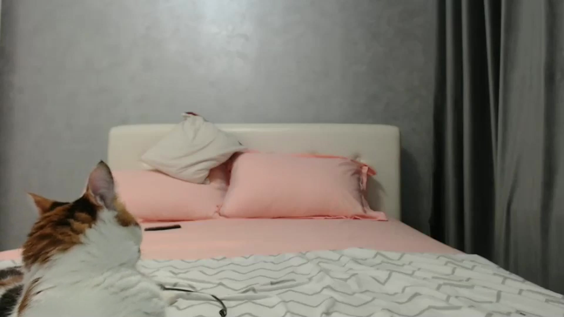 Gallery image thumbnail from Aahh_Emilia's myfreecams stream on, 10/21/2024, 17:04 image 10 of 20