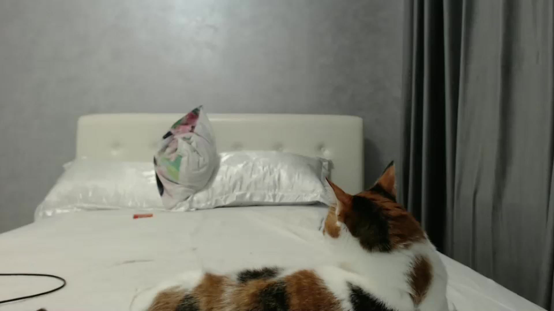 Gallery image thumbnail from Aahh_Emilia's myfreecams stream on, 10/28/2024, 16:37 image 17 of 20