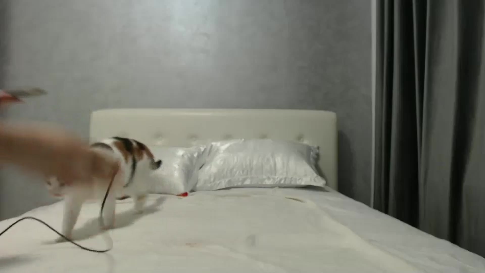 Gallery image thumbnail from Aahh_Emilia's myfreecams stream on, 10/29/2024, 17:02 image 13 of 20